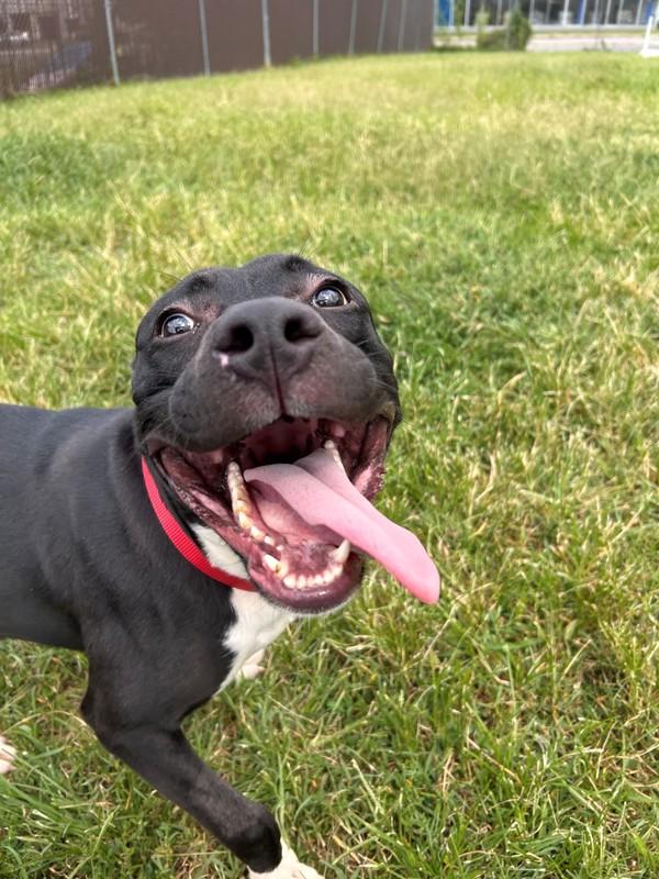 Moondancer, Adoptable, Young Male Pit Bull Terrier.