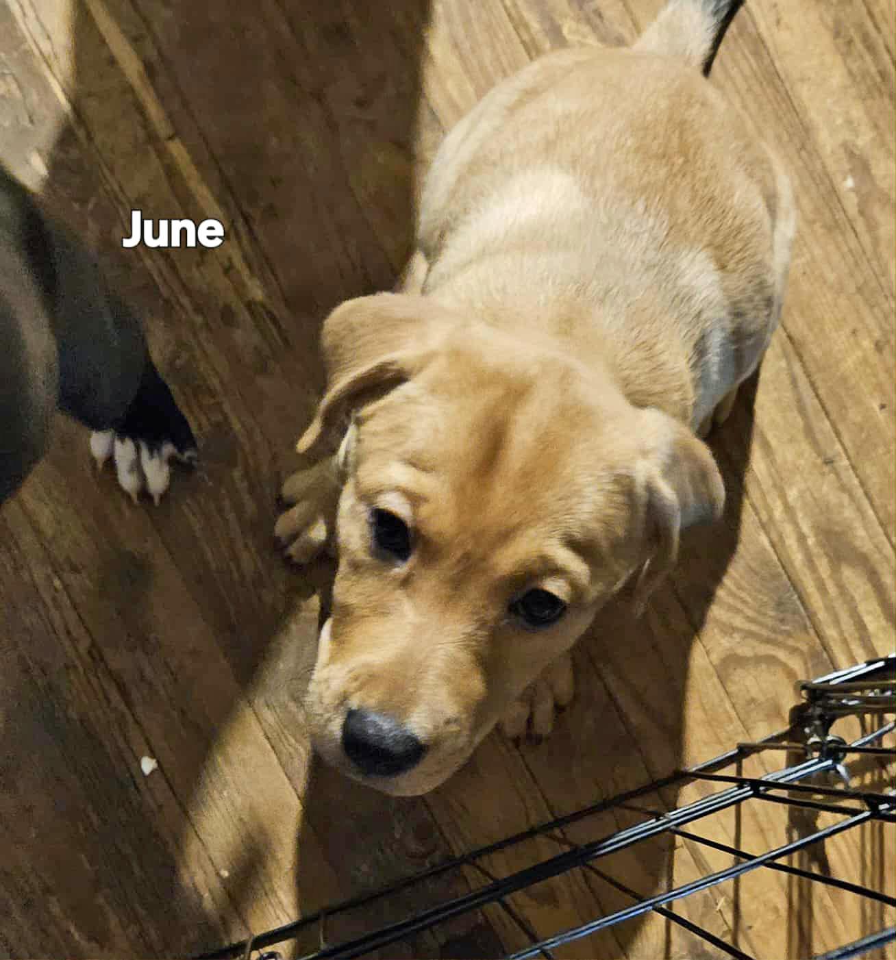 Junie B  (AKA Junebug)