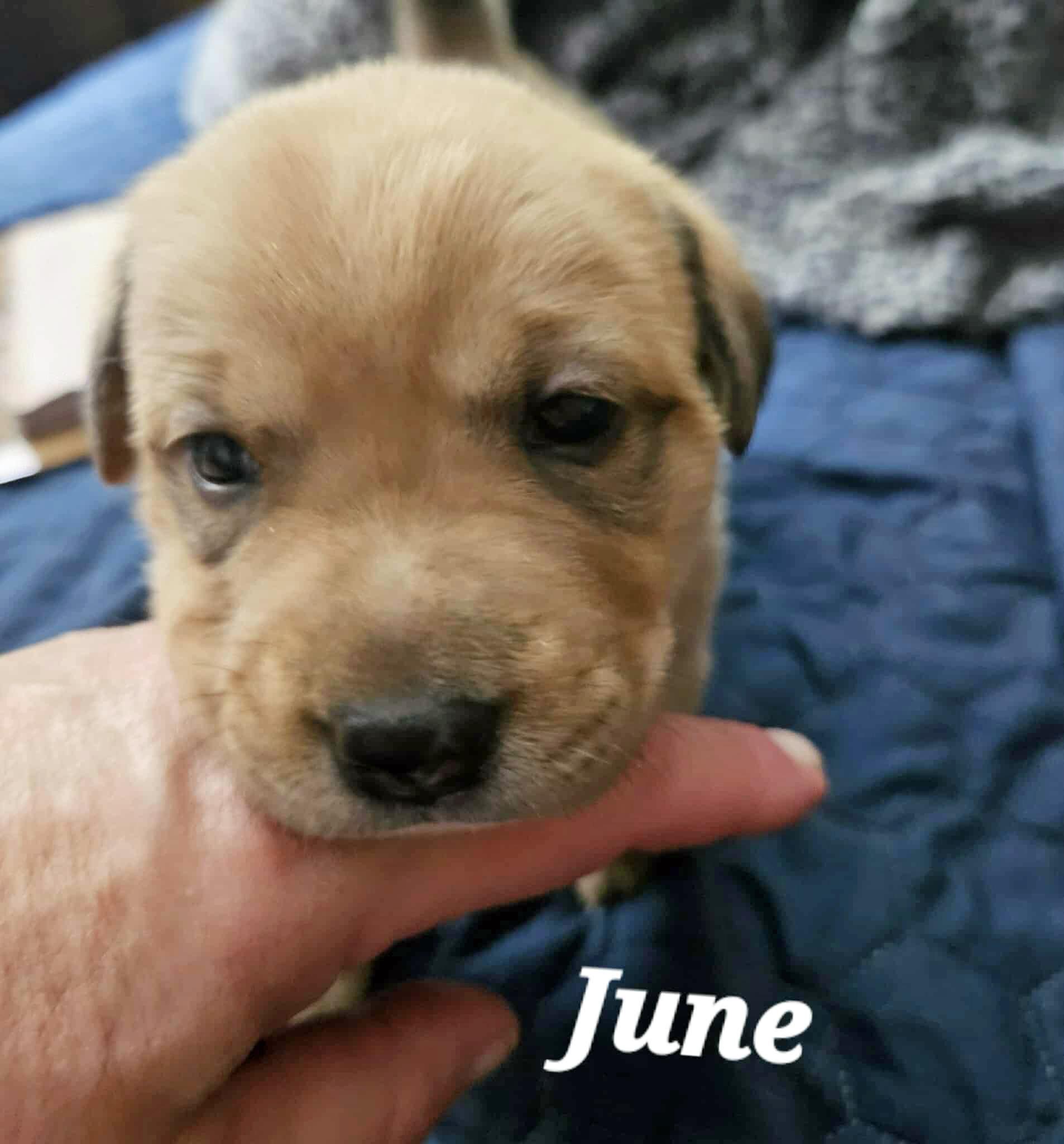 Junie B  (AKA Junebug)
