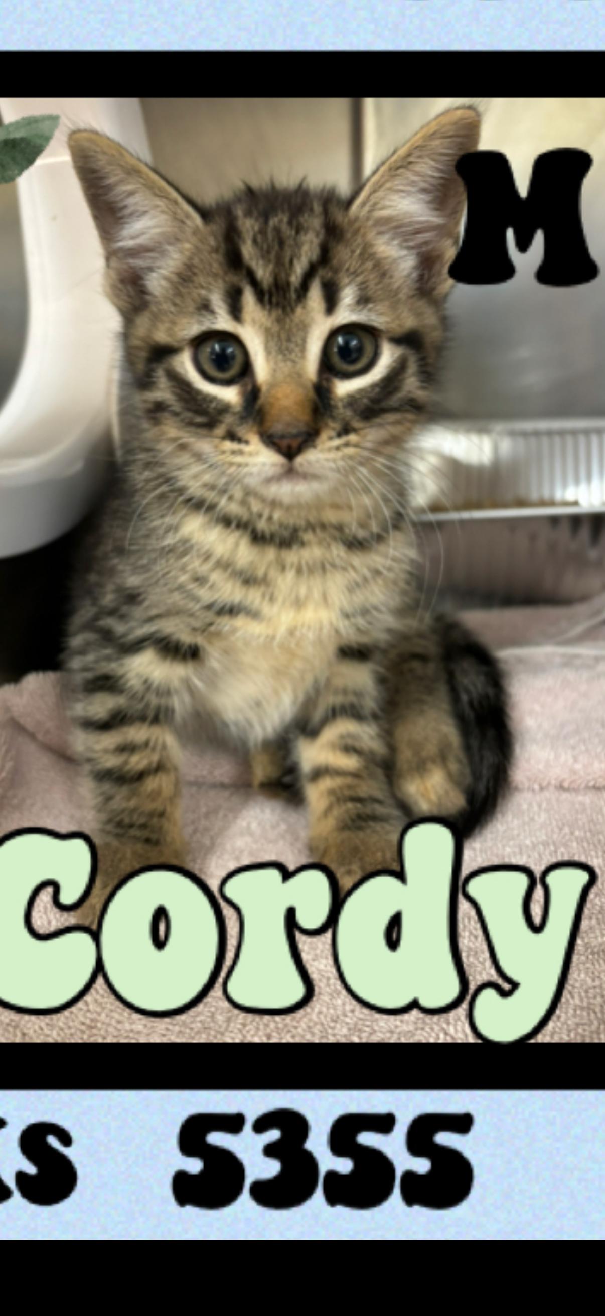 Enlarge Cordy, a ADOPTABLE American Shorthair in Marvin, NC image 1/1