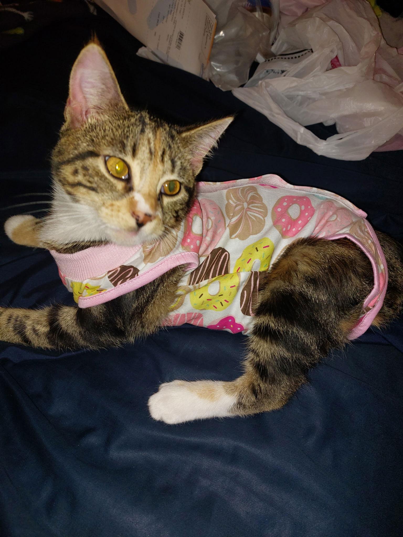 Enlarge LOVEY, a Adopted mixed breed in Cypress, TX image 1/3