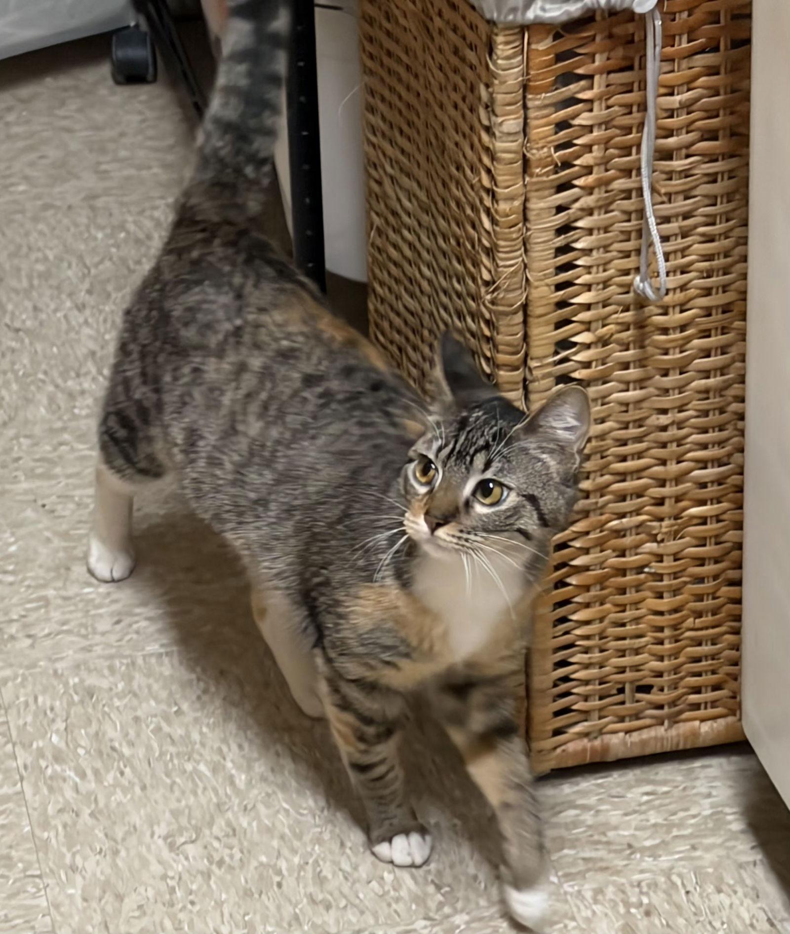 Enlarge LOVEY, a Adopted mixed breed in Cypress, TX image 2/3