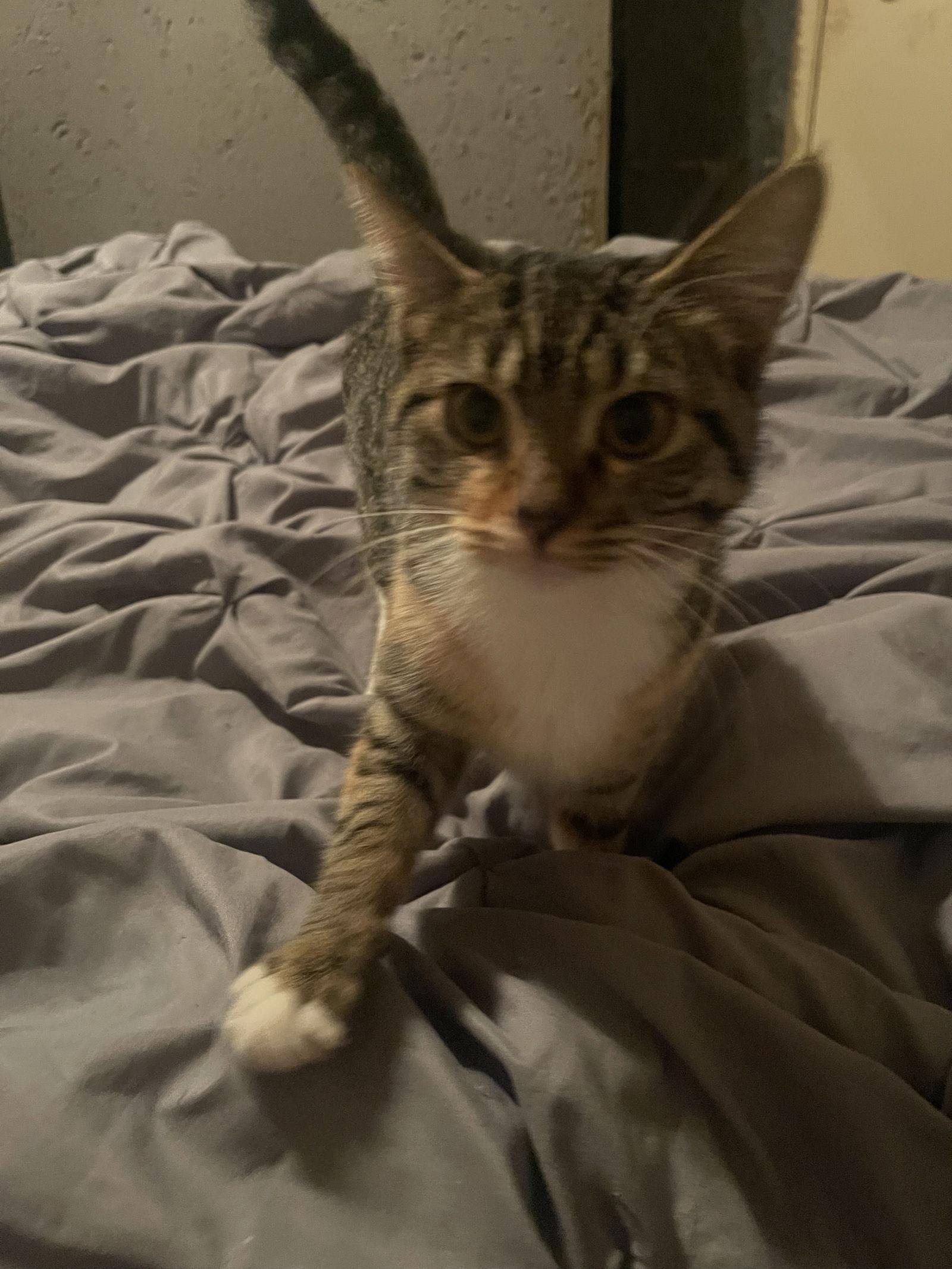 Enlarge LOVEY, a Adopted mixed breed in Cypress, TX image 3/3