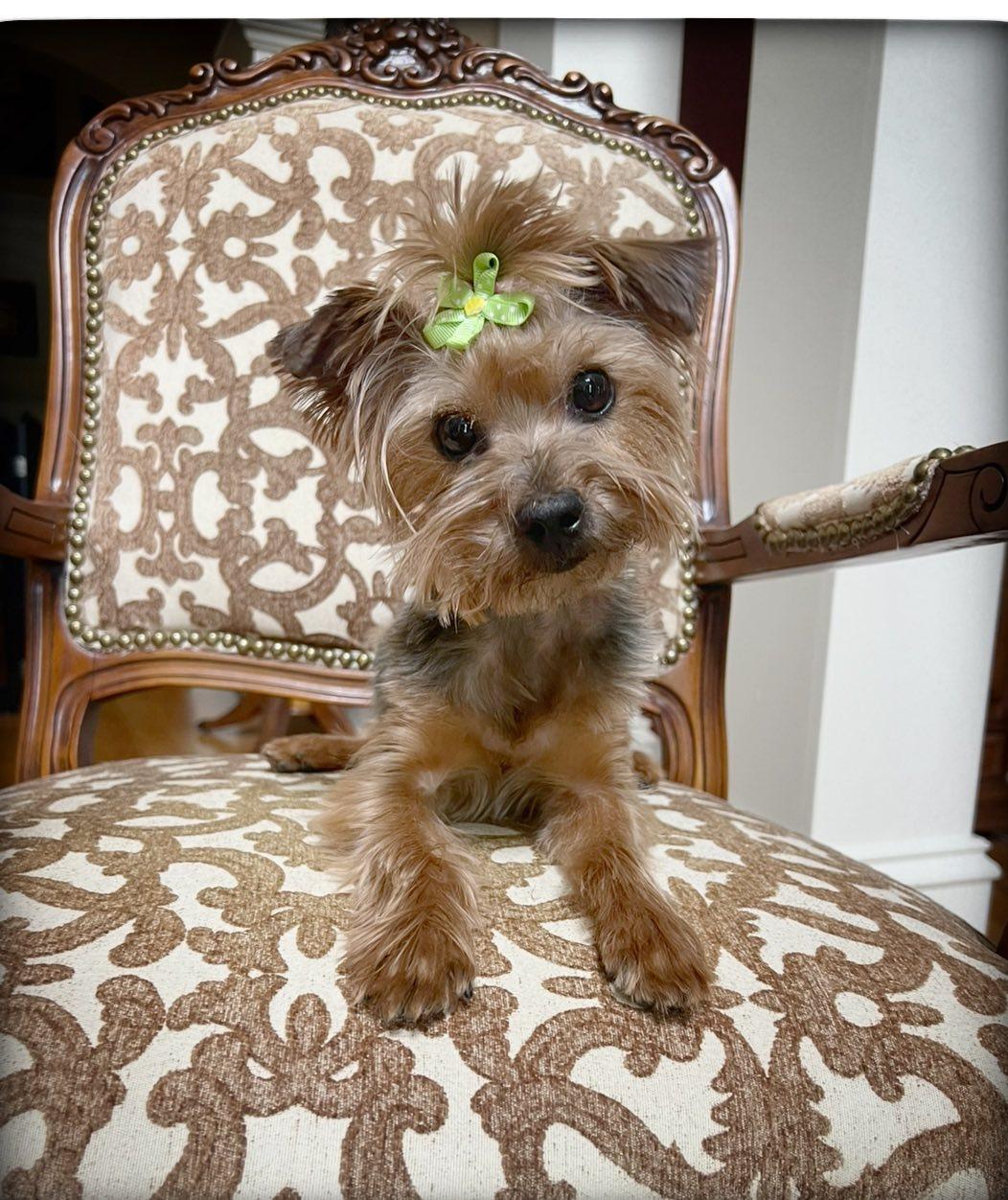 Priscilla, adopted, Young Female Yorkshire Terrier.