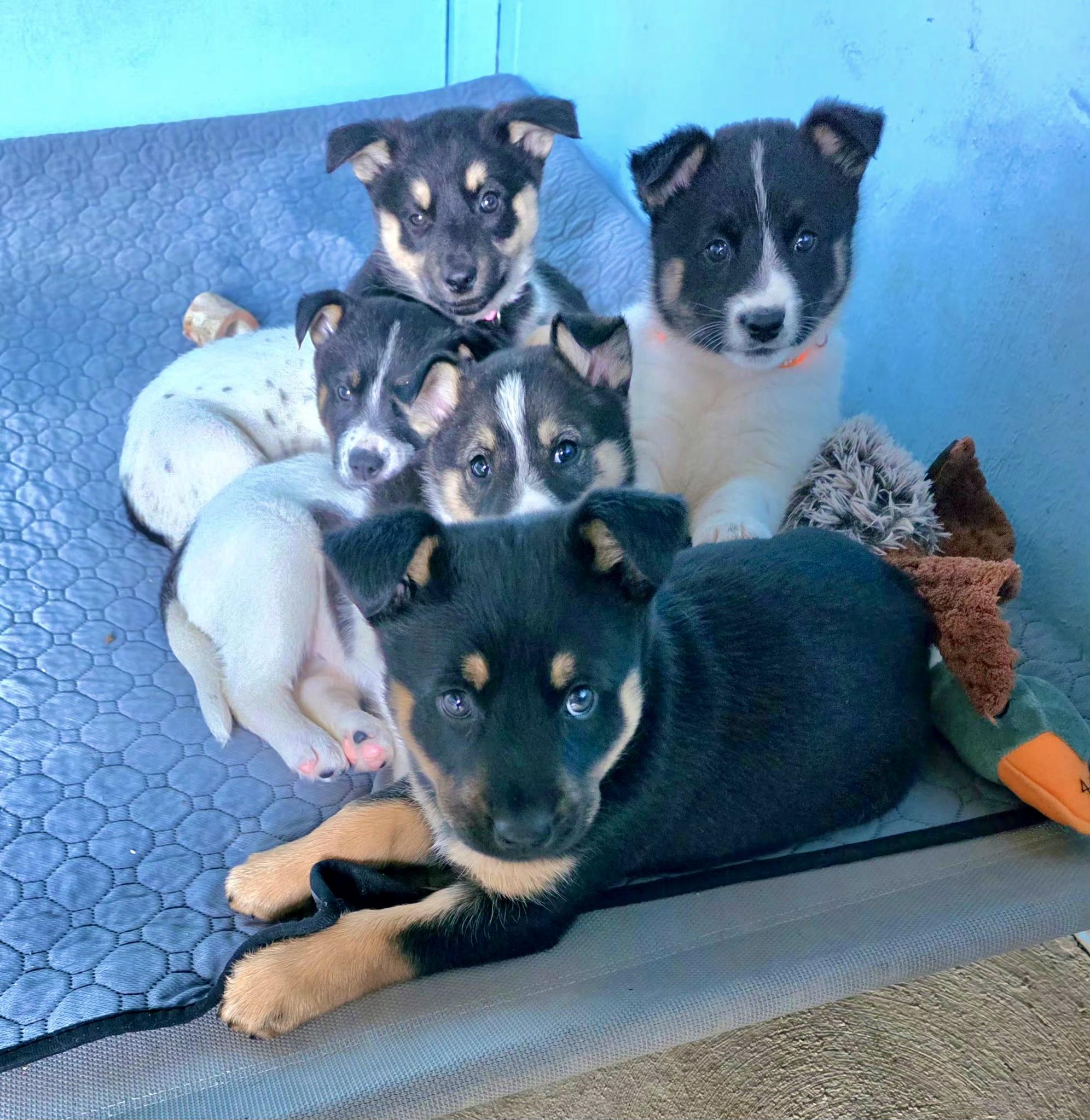 Enlarge Puppies puppies puppies , a Adoptable mixed breed in Manteca, CA image 6/6