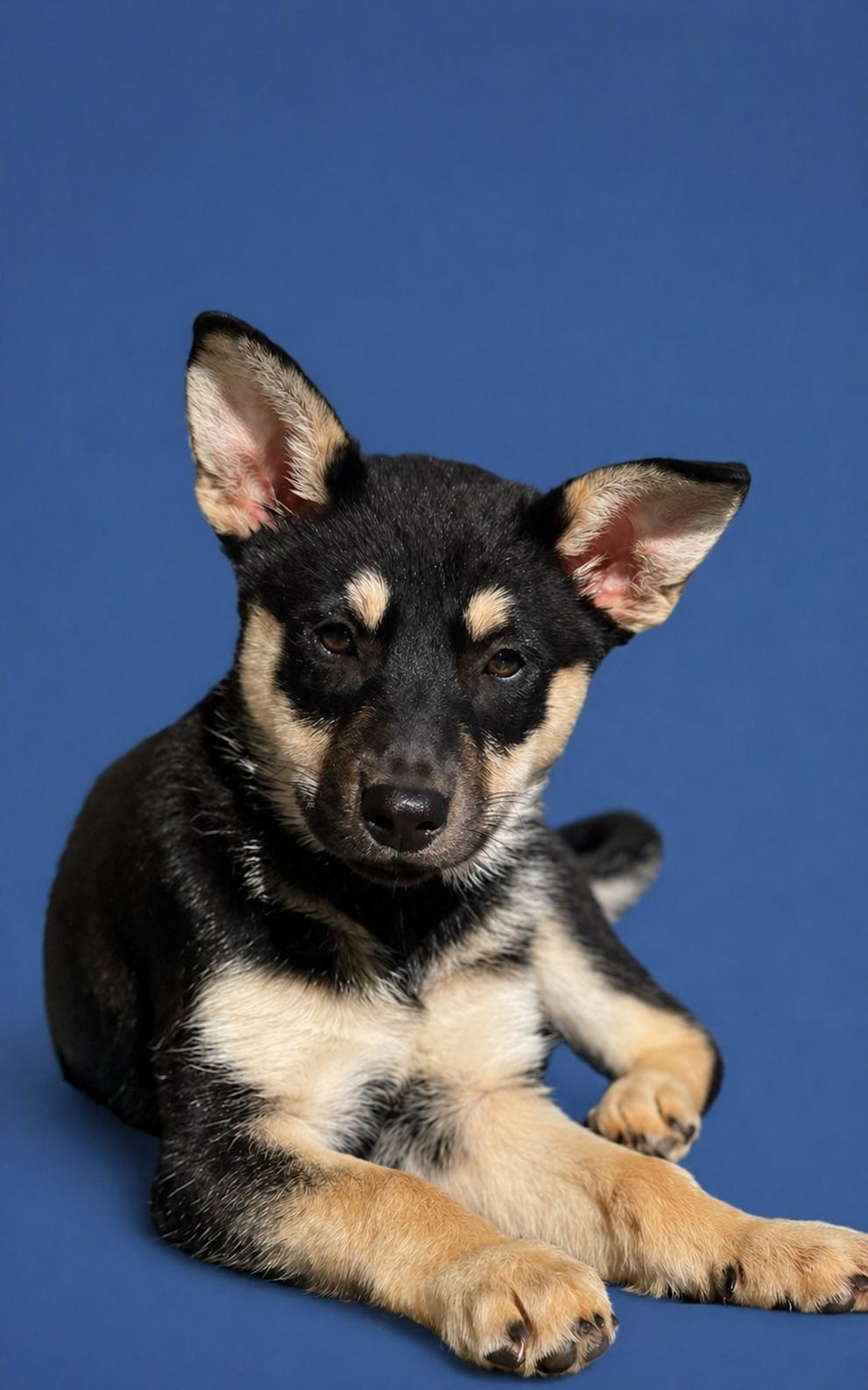 Maddie, Adoptable, Puppy Female Australian Shepherd & Australian Cattle Dog / Blue Heeler.