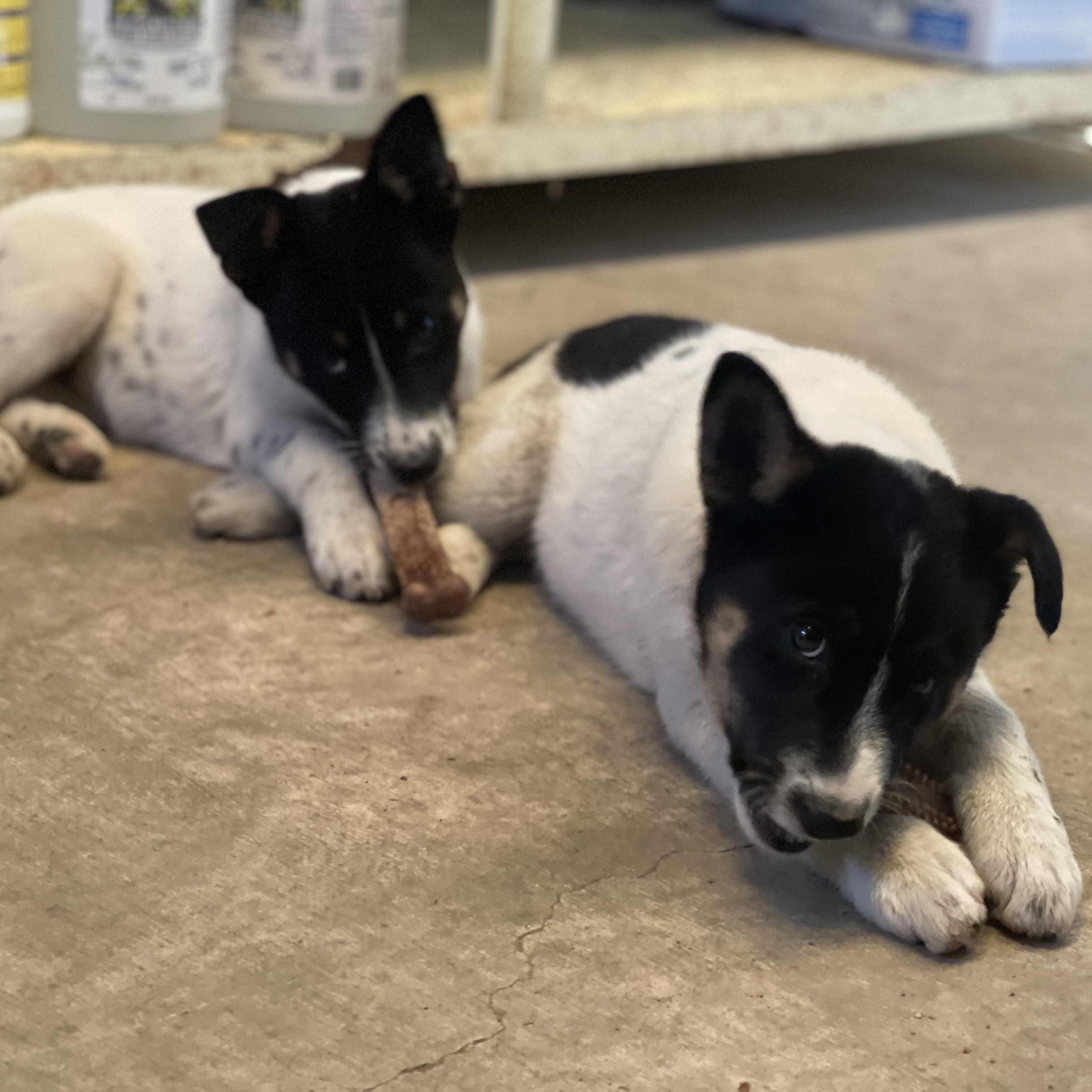 Puppies 4 months old, Adoptable, Puppy Female Australian Cattle Dog / Blue Heeler & German Shepherd Dog.
