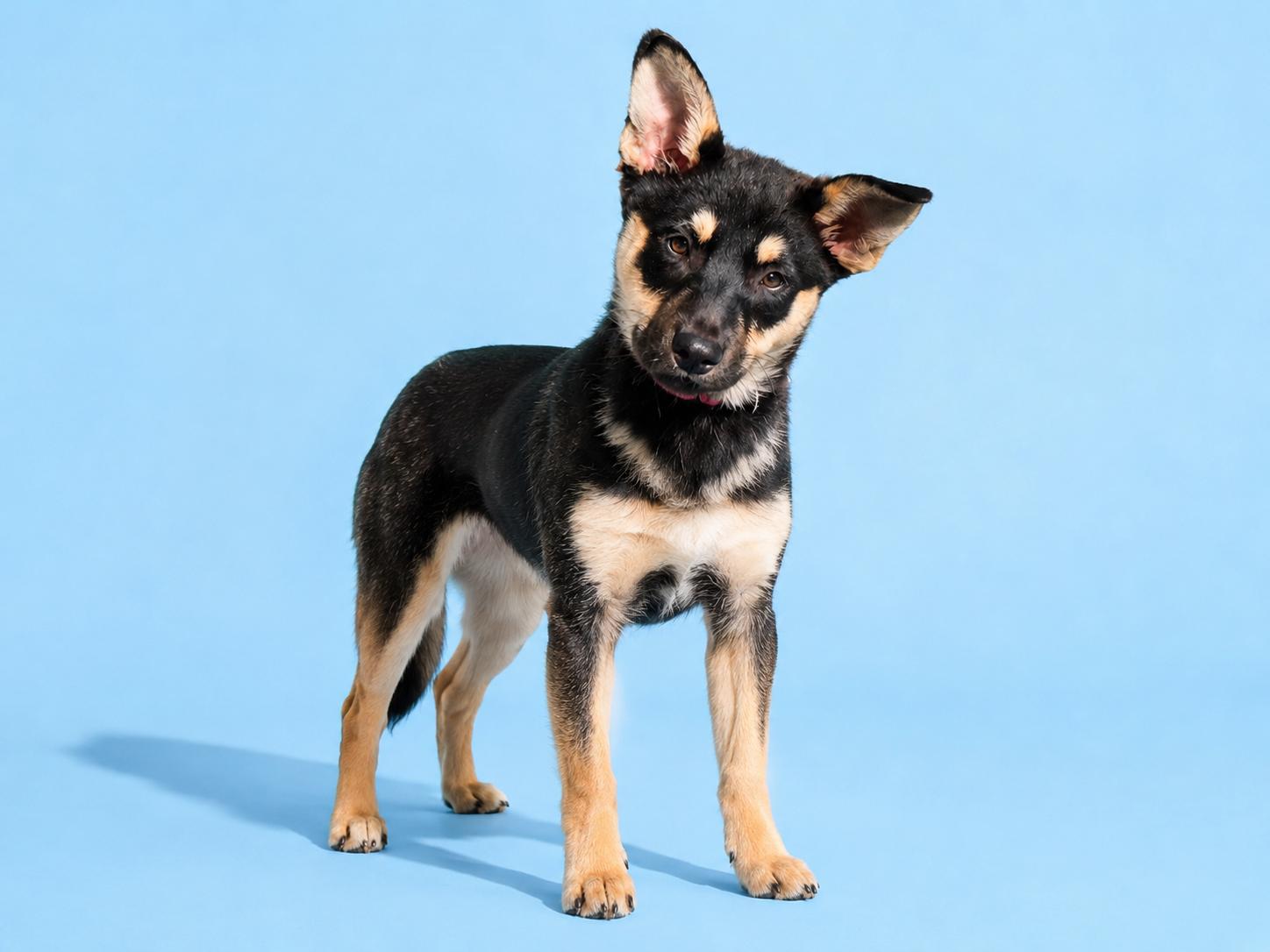 Enlarge Maddie, a Adoptable mixed breed in Manteca, CA image 6/6