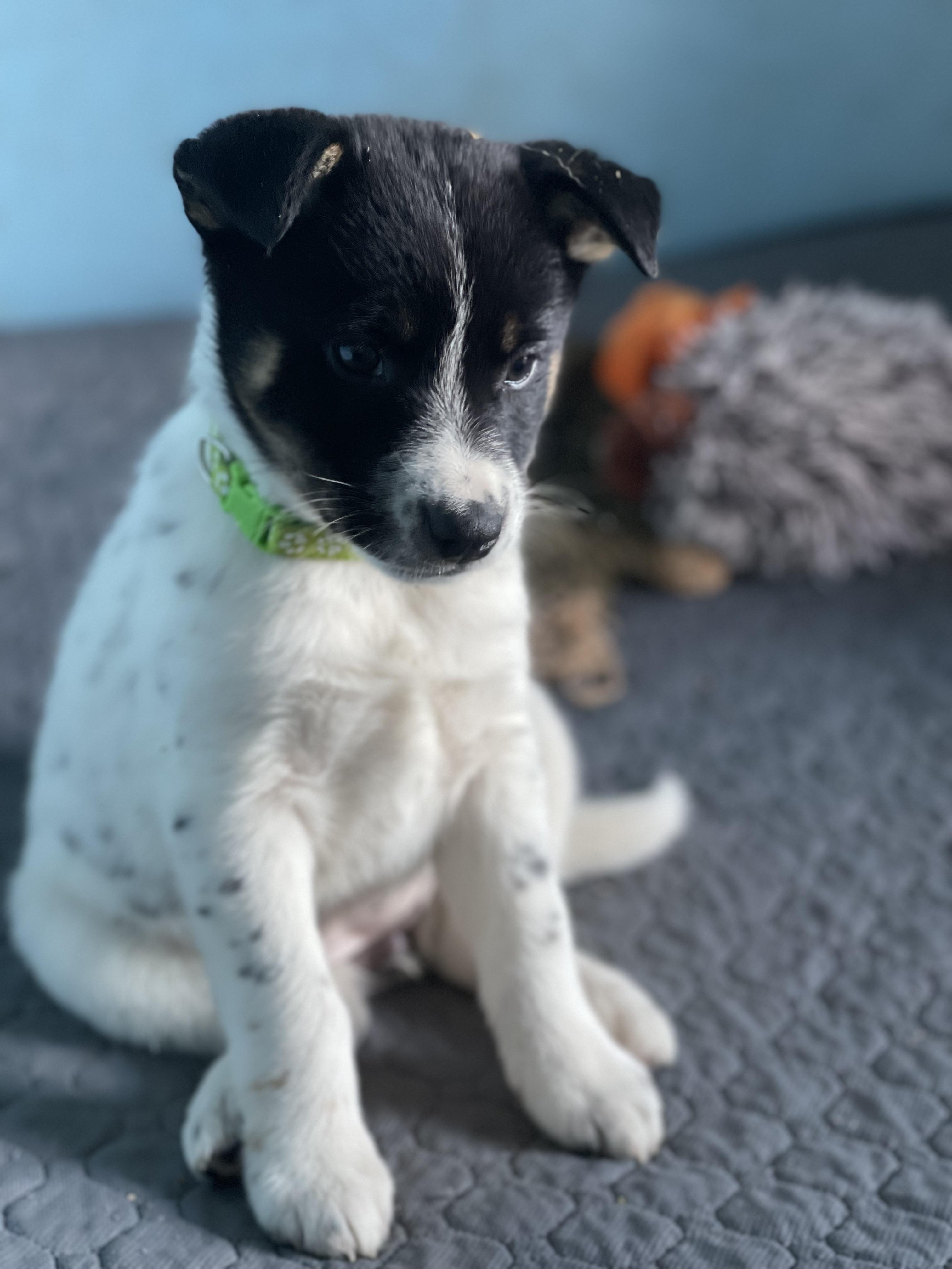 Puppies puppies puppies , Adoptable, Puppy Female Australian Cattle Dog / Blue Heeler.