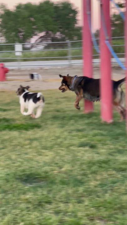 Enlarge Puppies puppies puppies , a Adoptable mixed breed in Manteca, CA video 4/6