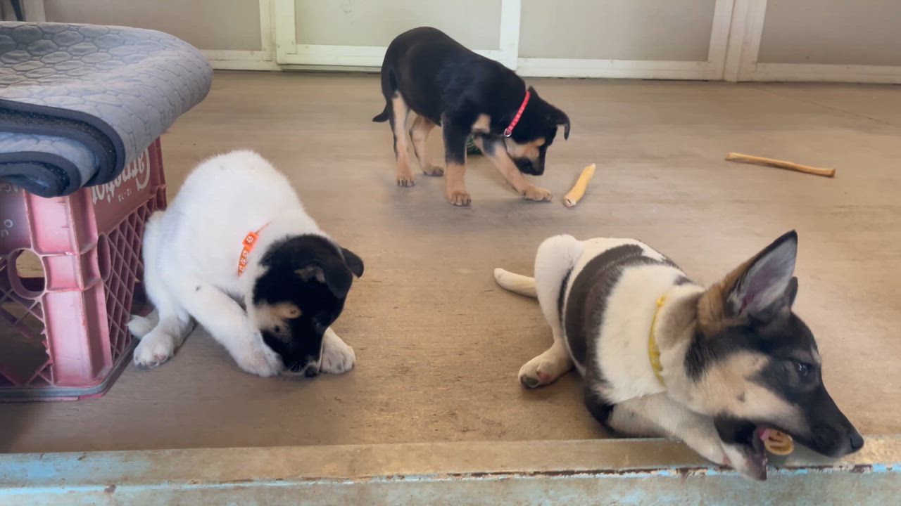 Enlarge Puppies 4 months old, a Adoptable mixed breed in Manteca, CA video 5/6