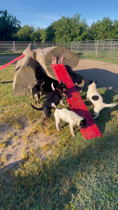 Enlarge Puppies 4 months old, a Adoptable mixed breed in Manteca, CA video 6/6