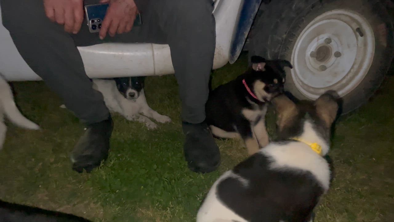 Enlarge Puppies puppies puppies , a Adoptable mixed breed in Manteca, CA video 5/6