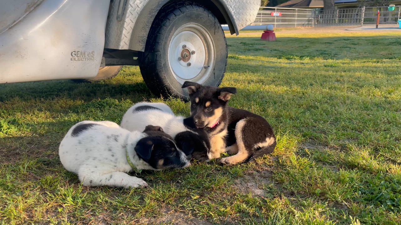 Enlarge Puppies puppies puppies , a Adoptable mixed breed in Manteca, CA video 3/6