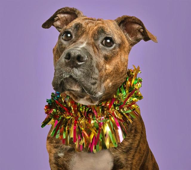 Enlarge CUCUMBER, a Adoptable mixed breed in Saint Louis, MO image 1/1