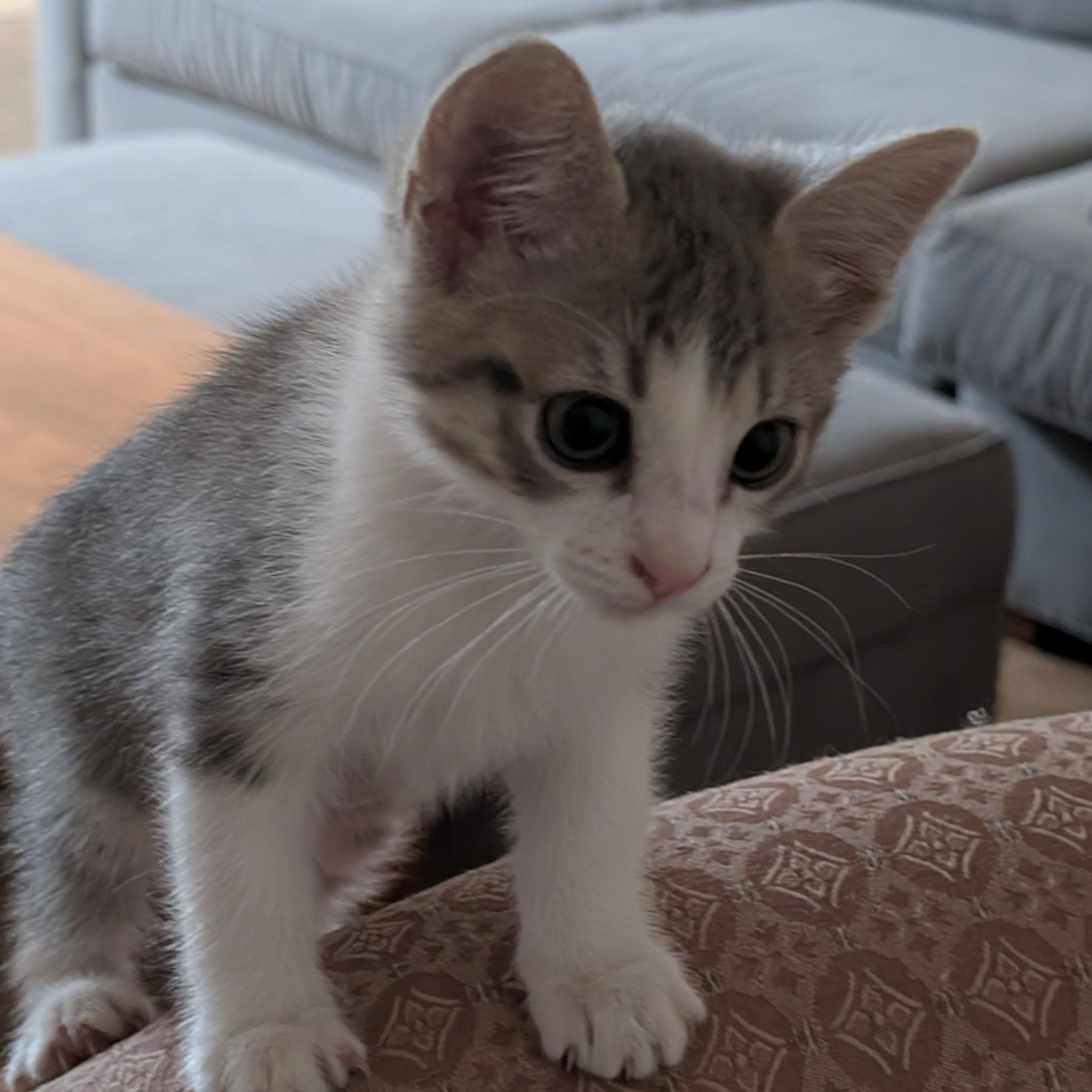 Savannah