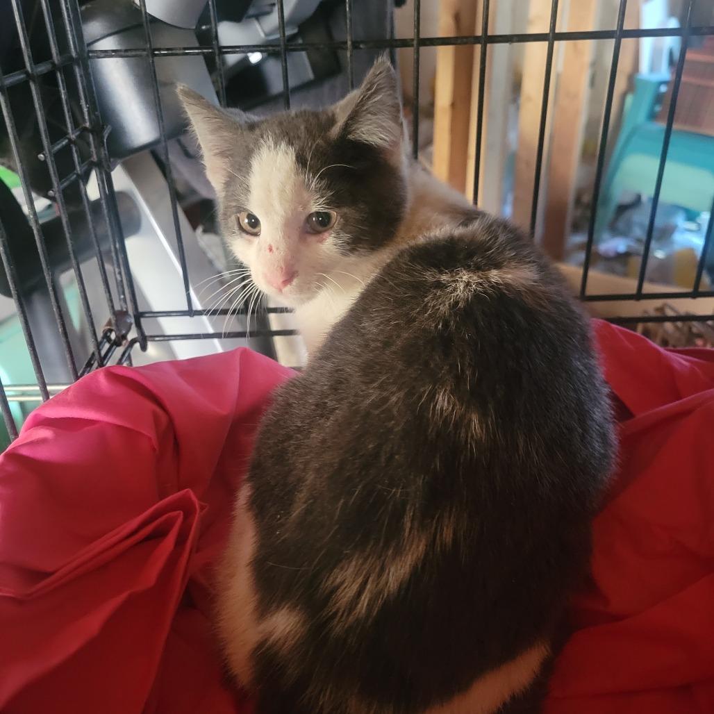 Silverine — thumbnail 3