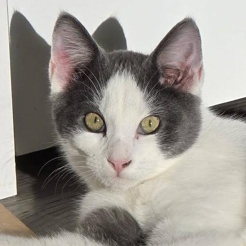 Silverine — thumbnail 4