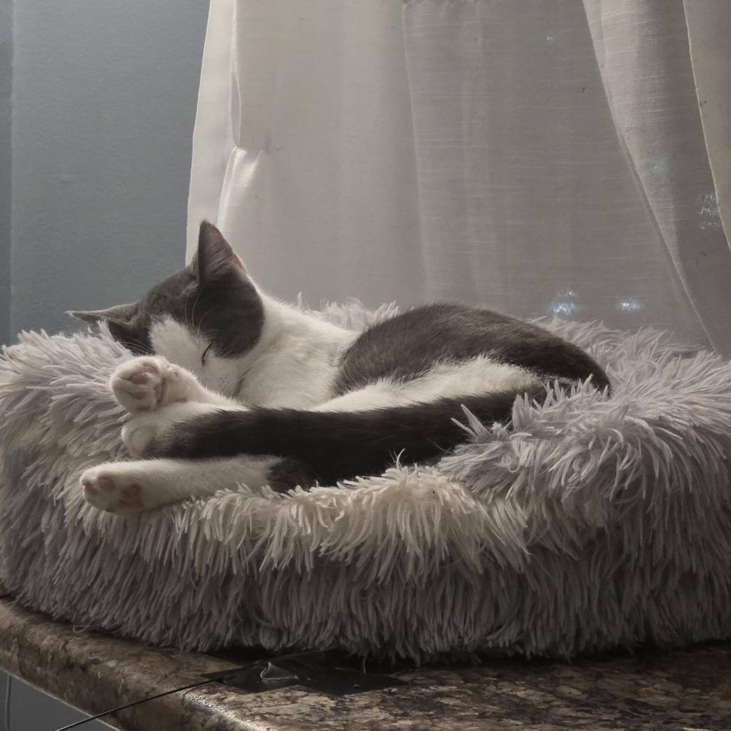 Silverine — thumbnail 5