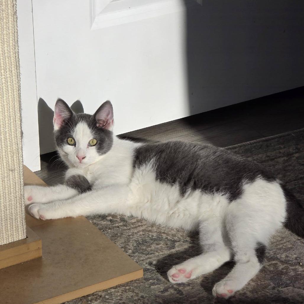 Silverine — thumbnail 6