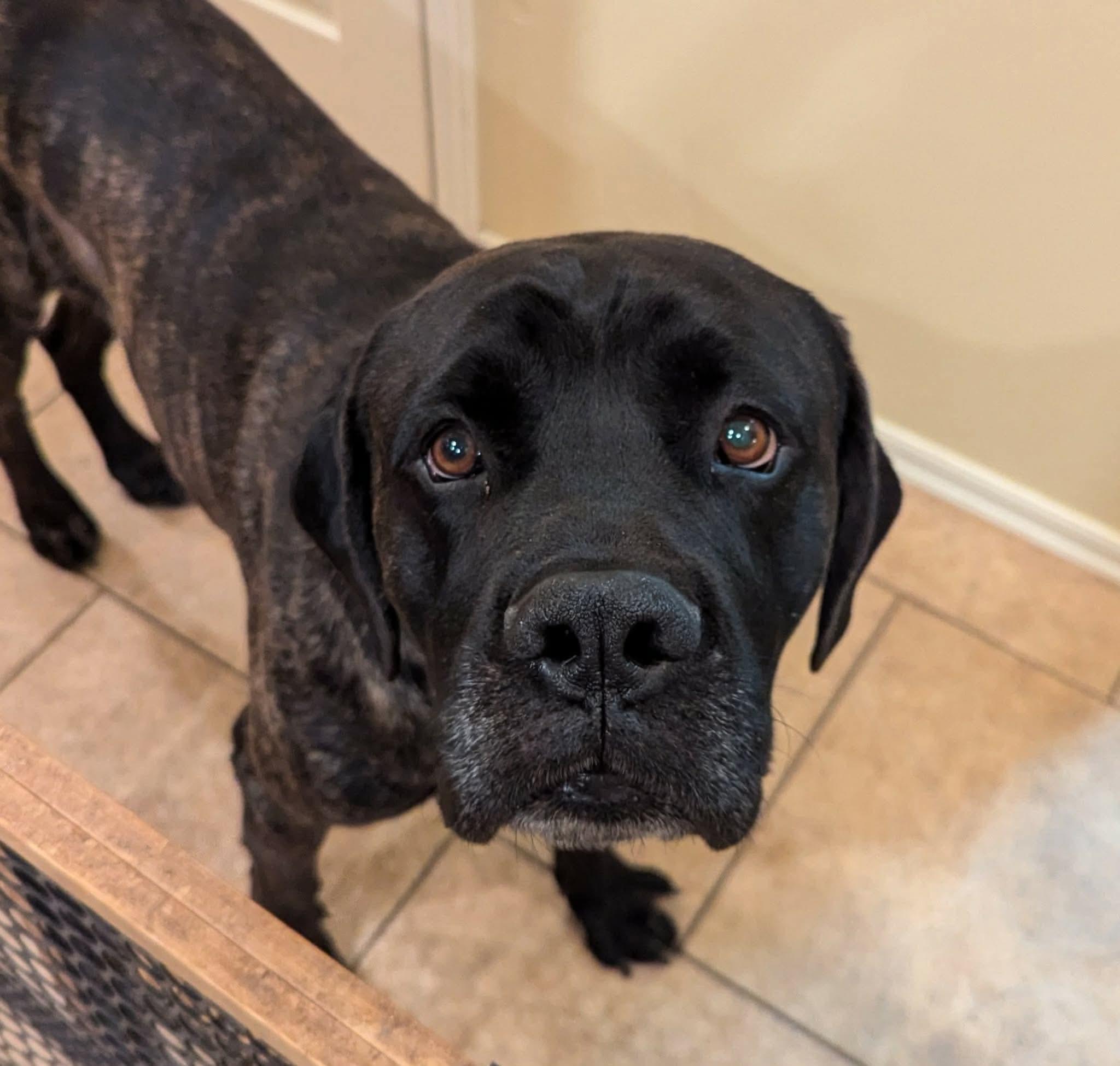 New Kid, Adoptable, Adult Male Mastiff.