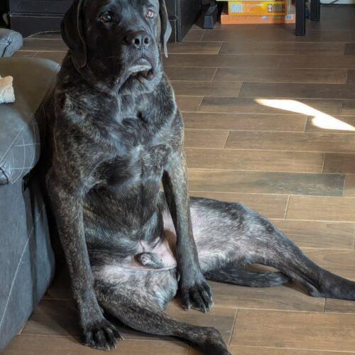 New Kid, Adoptable, Adult Male Mastiff.