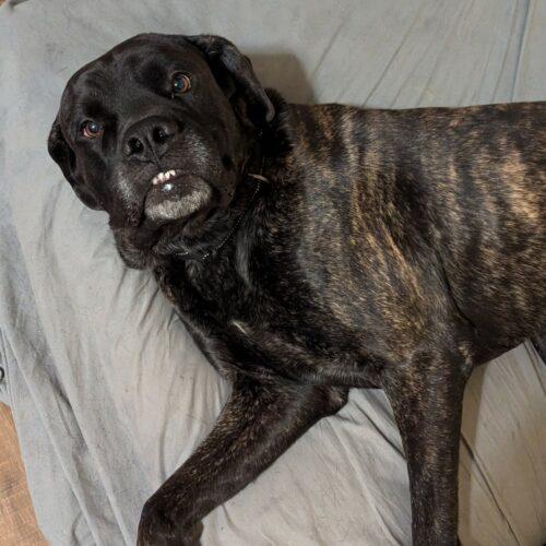 New Kid, a Adoptable Mastiff in Edmond, OK image 2/6