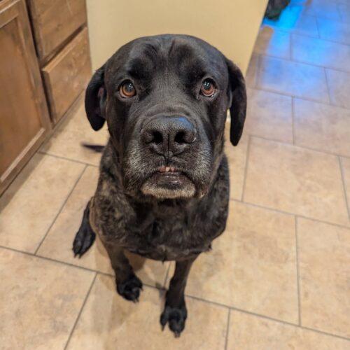New Kid, a Adoptable Mastiff in Edmond, OK image 3/6