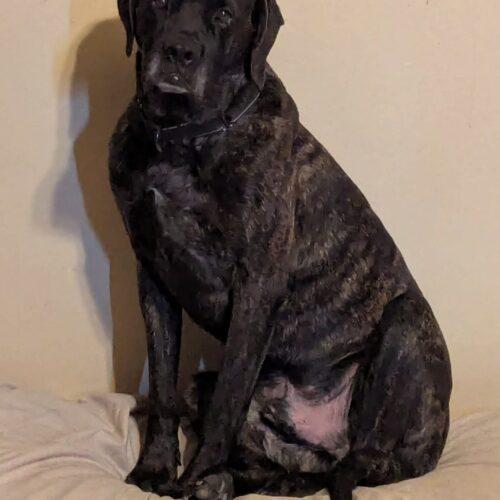 New Kid, a Adoptable Mastiff in Edmond, OK image 4/6