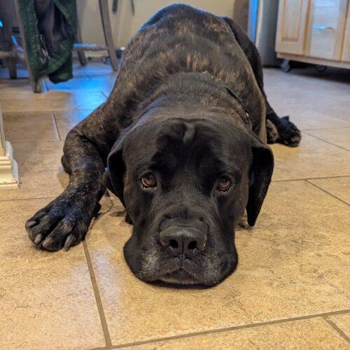 New Kid, a Adoptable Mastiff in Edmond, OK image 6/6