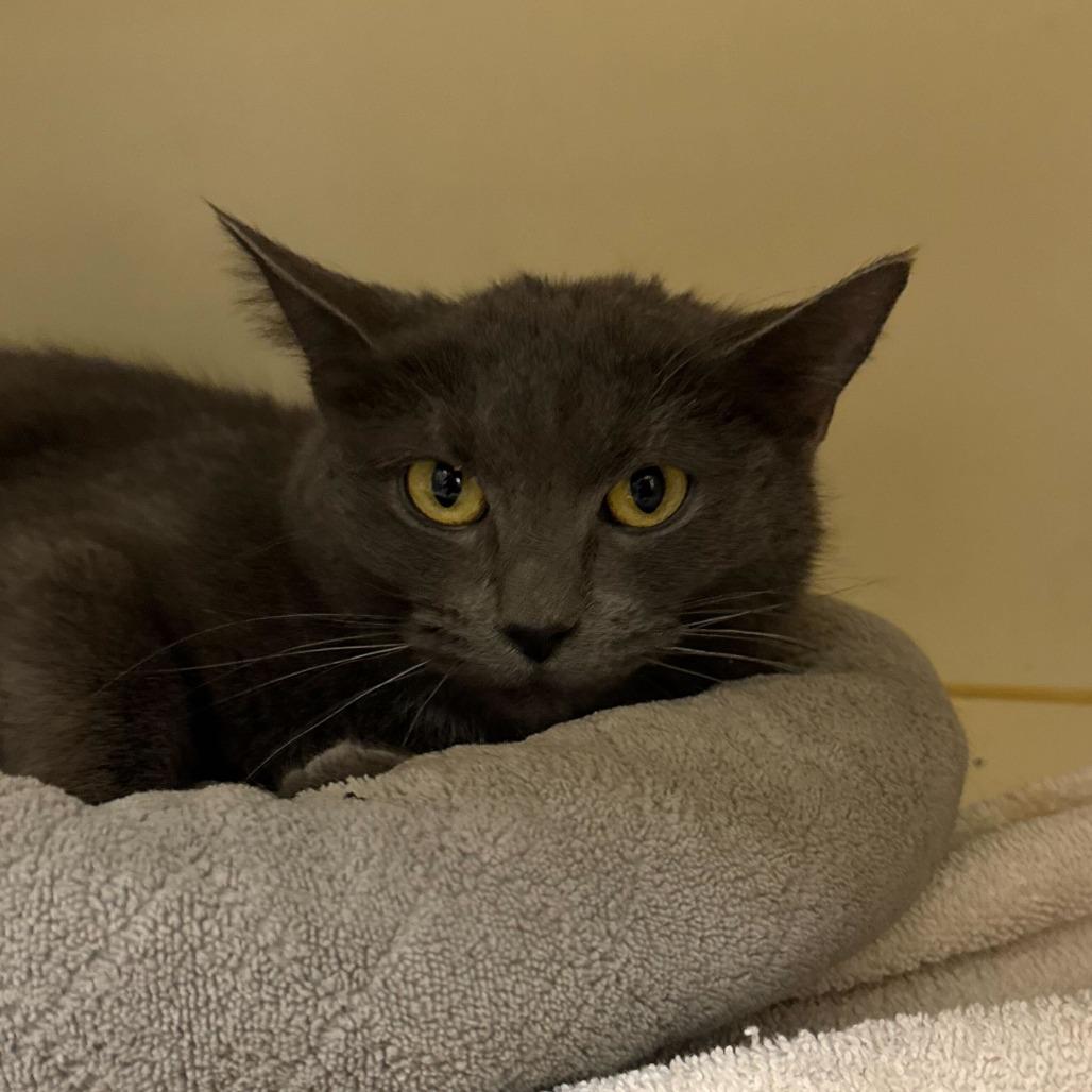 Baby Bundt, Adoptable, Senior Female Domestic Short Hair.