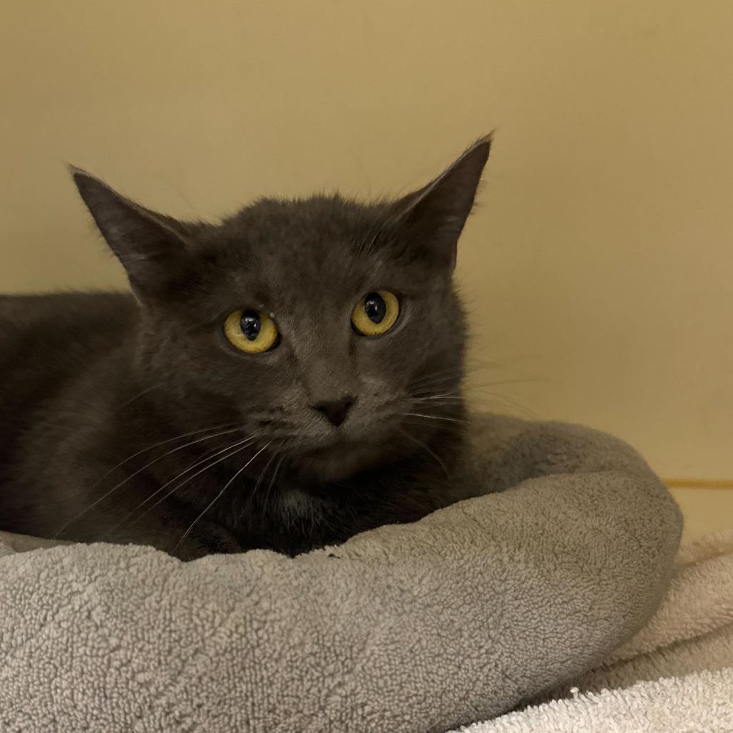 Baby Bundt, a Adoptable Domestic Short Hair in Dayton, OH image 2/2