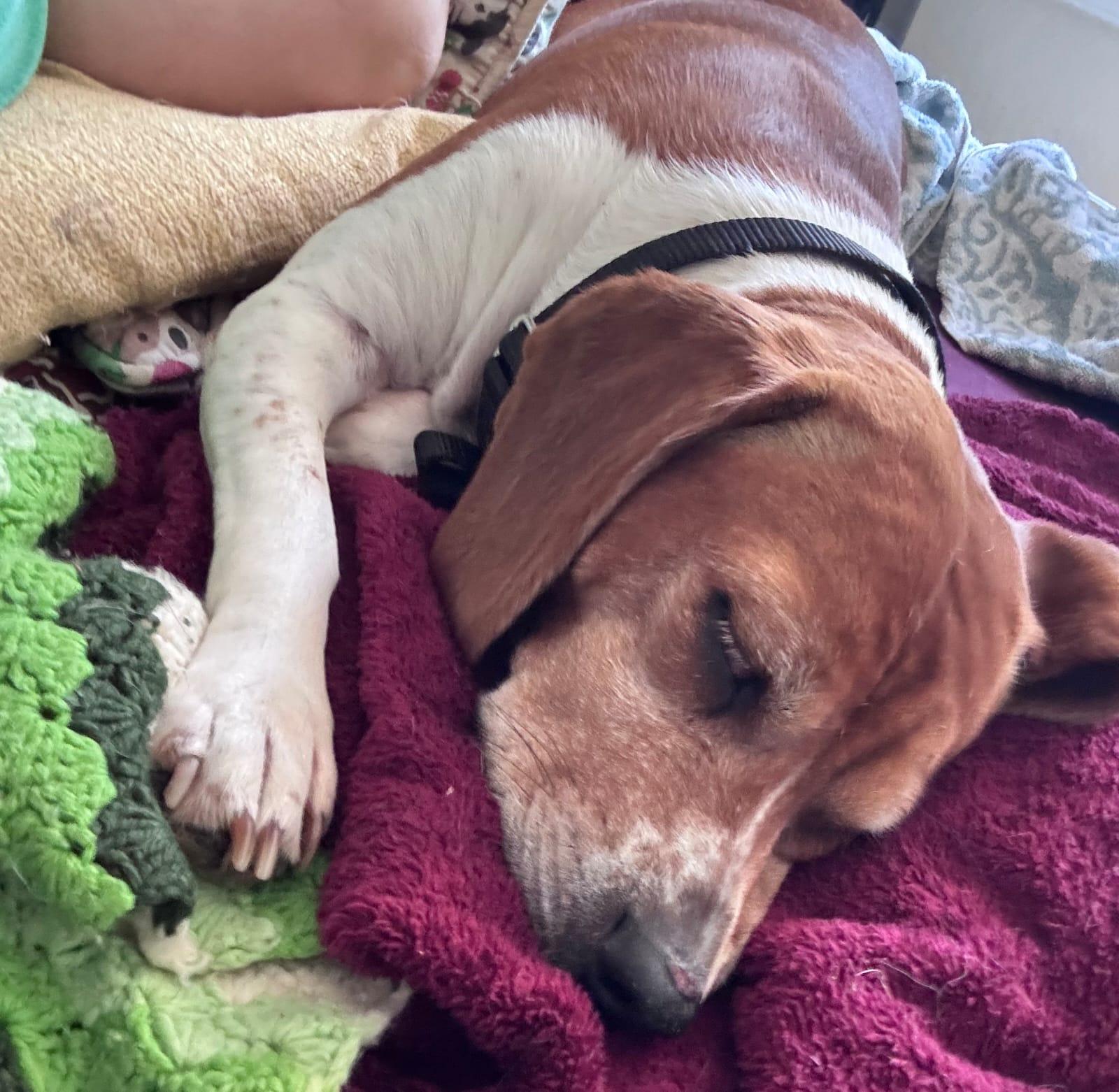 Goldie, a Adoptable Beagle in Dunnellon, FL image 1/3