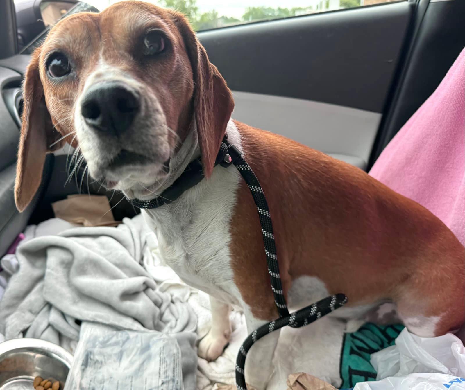 Goldie, a Adoptable Beagle in Dunnellon, FL image 2/3
