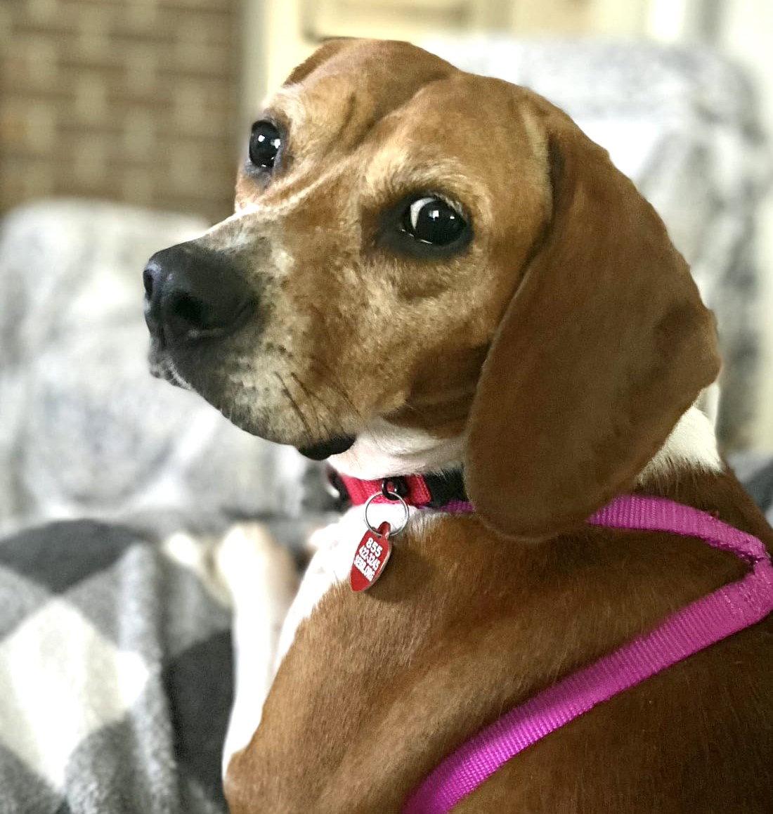 Goldie, a Adoptable Beagle in Dunnellon, FL image 3/3