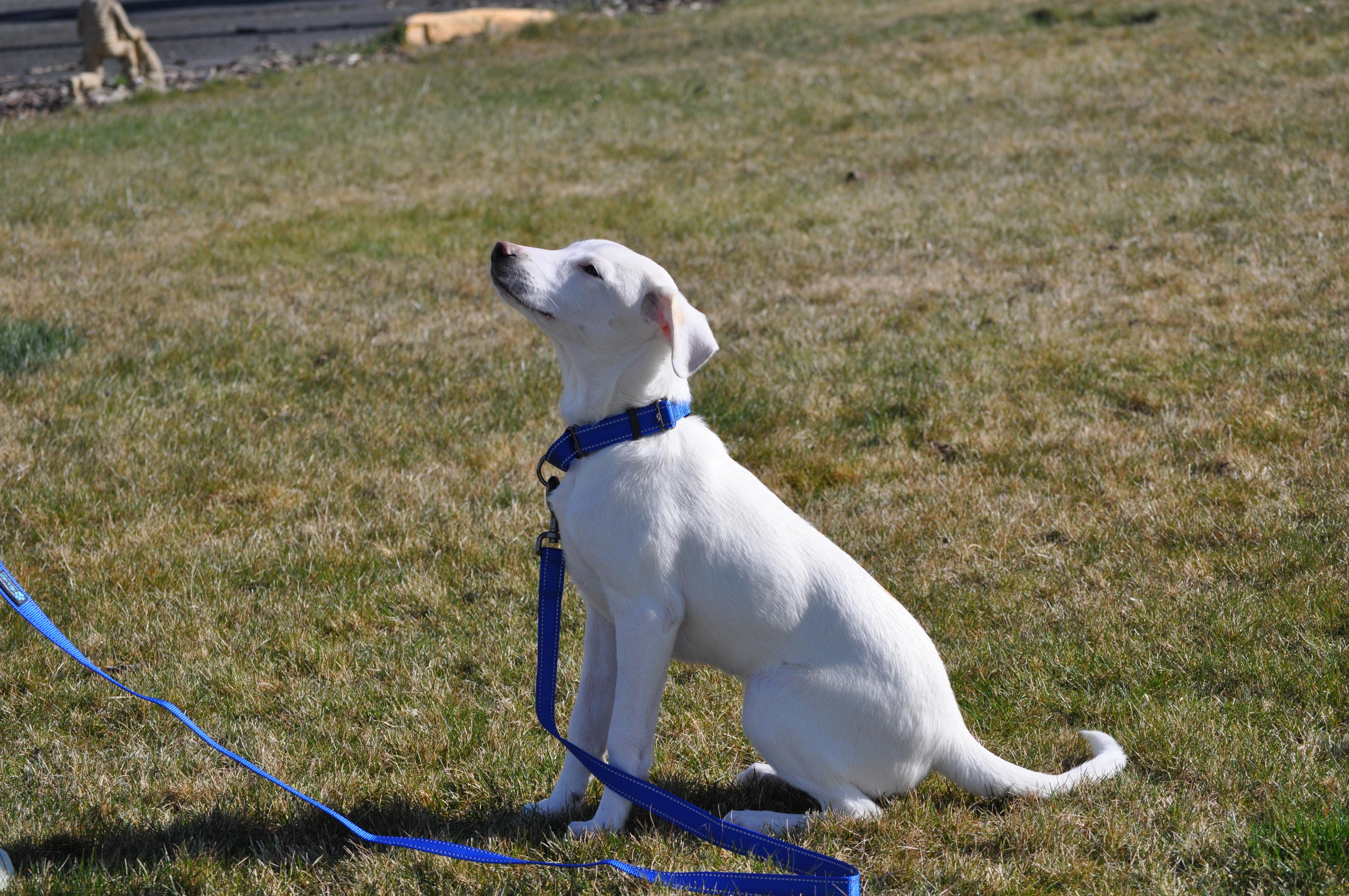 Enlarge Aspen, a ADOPTABLE mixed breed in Union Gap, WA image 2/4