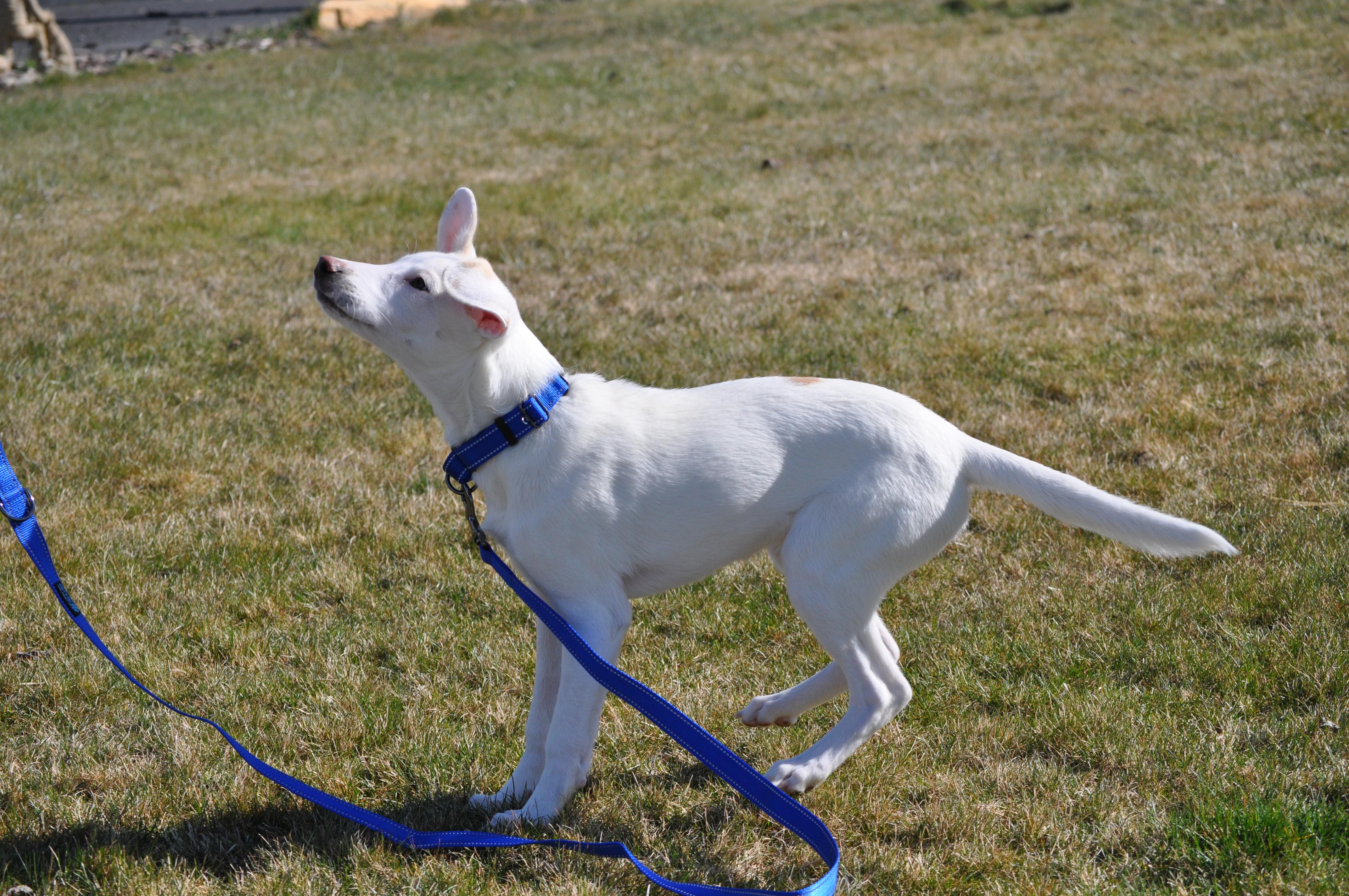 Enlarge Aspen, a ADOPTABLE mixed breed in Union Gap, WA image 3/4