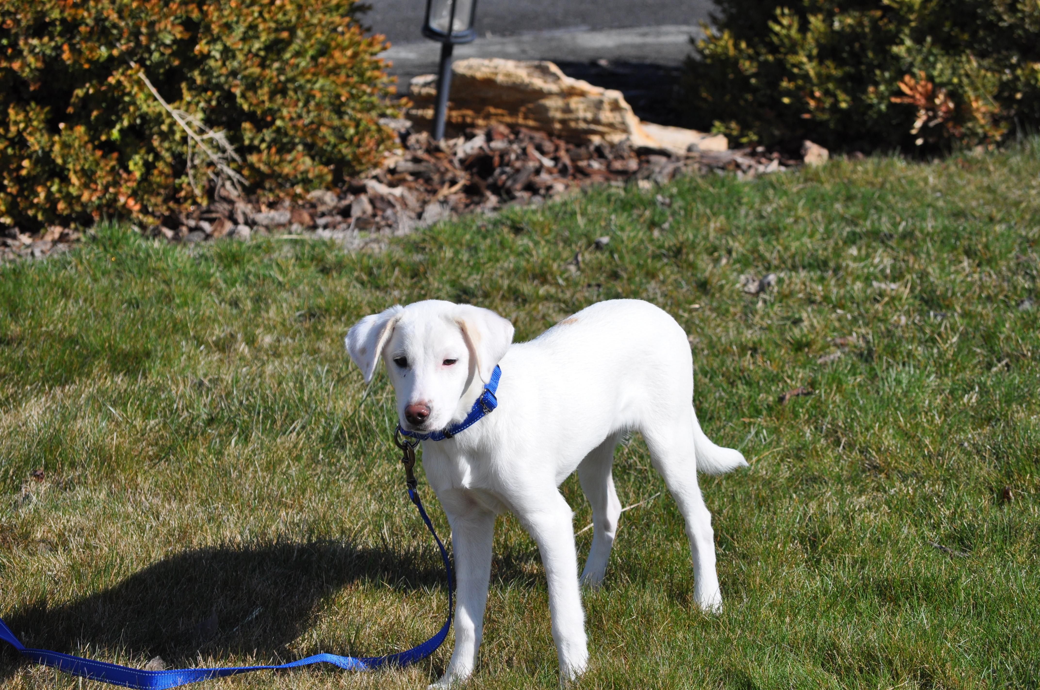 Enlarge Aspen, a ADOPTABLE mixed breed in Union Gap, WA image 4/4