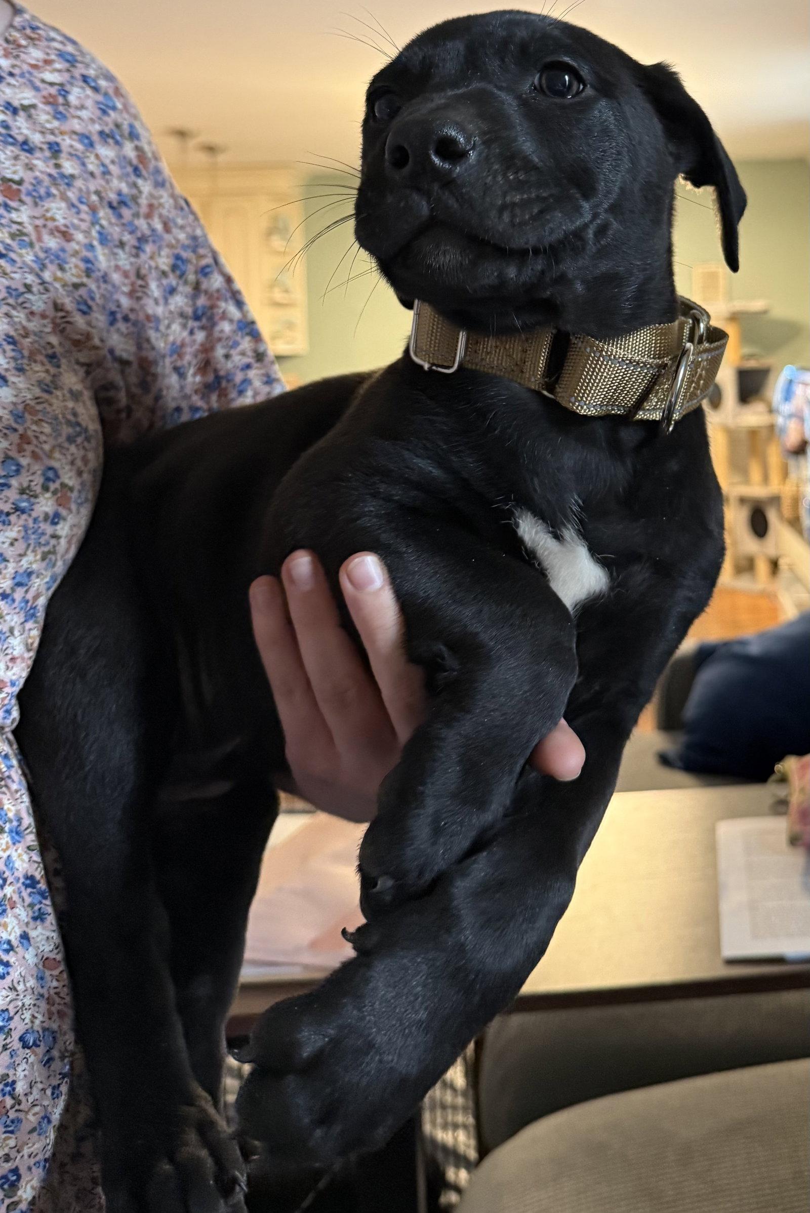 Parmesan, Adoptable, Puppy Female Labrador Retriever.