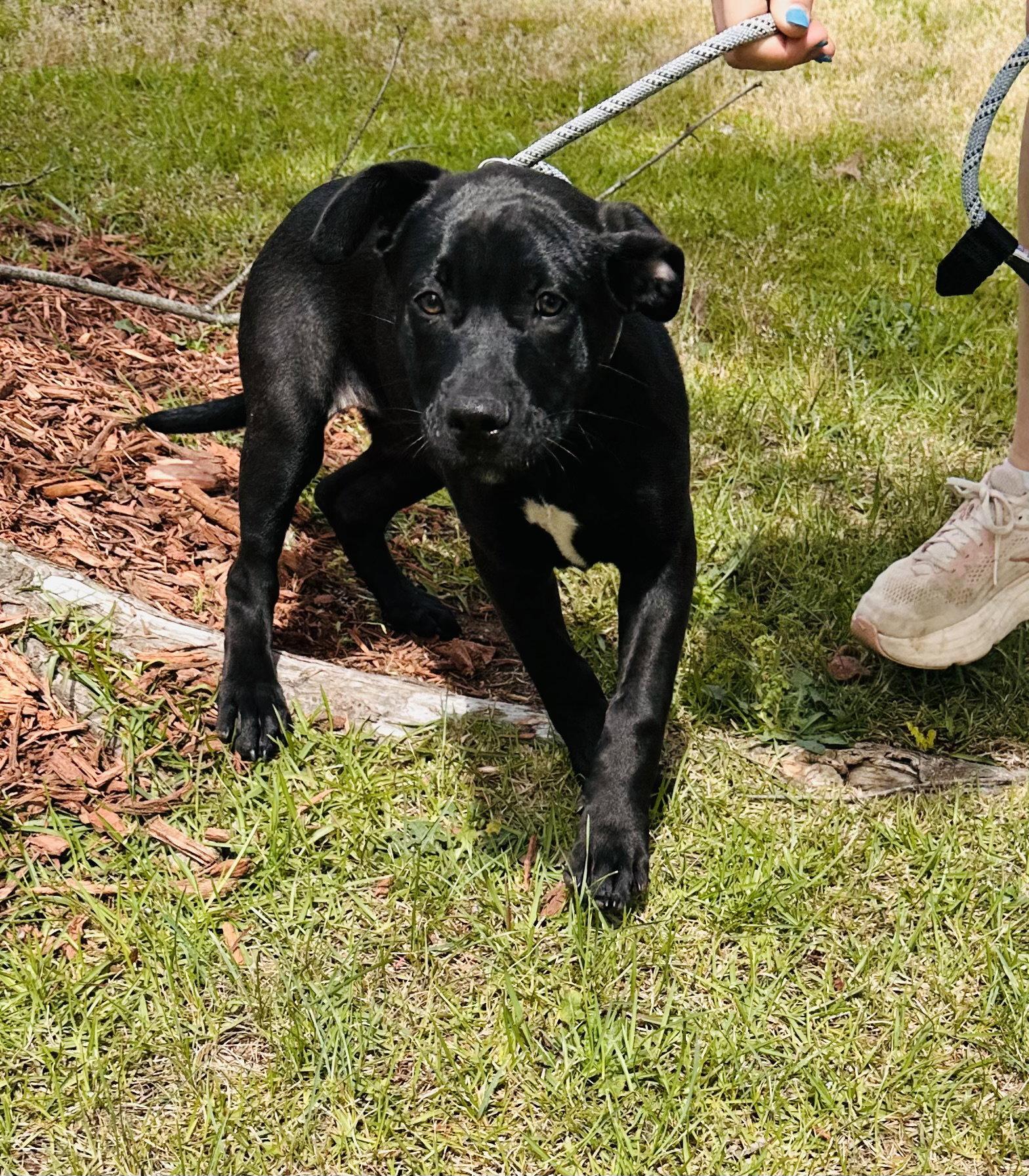 Parmesan, Adoptable, Puppy Female Labrador Retriever.