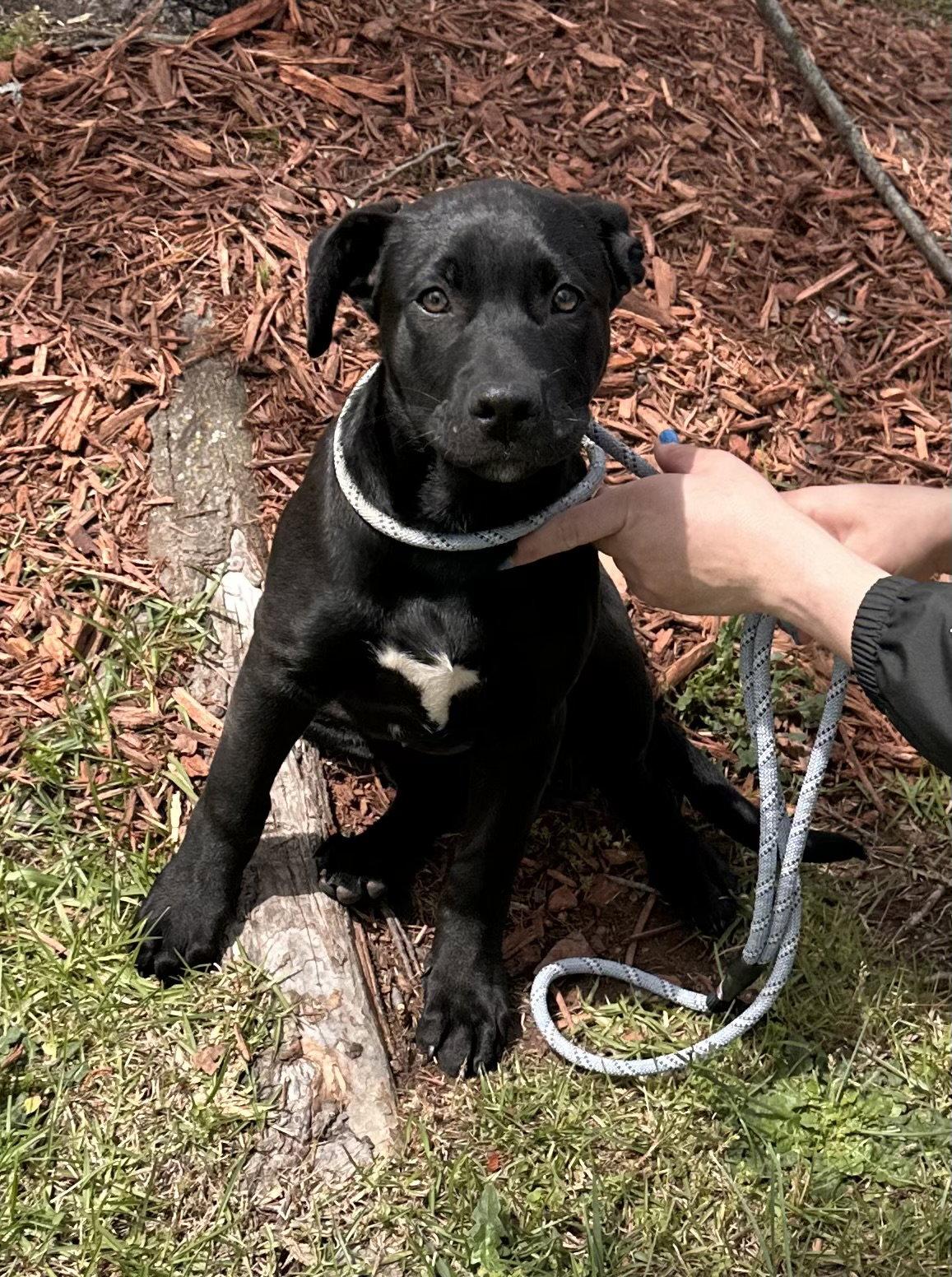 Enlarge Parmesan, a Adoptable Labrador Retriever in Garner, NC image 2/3