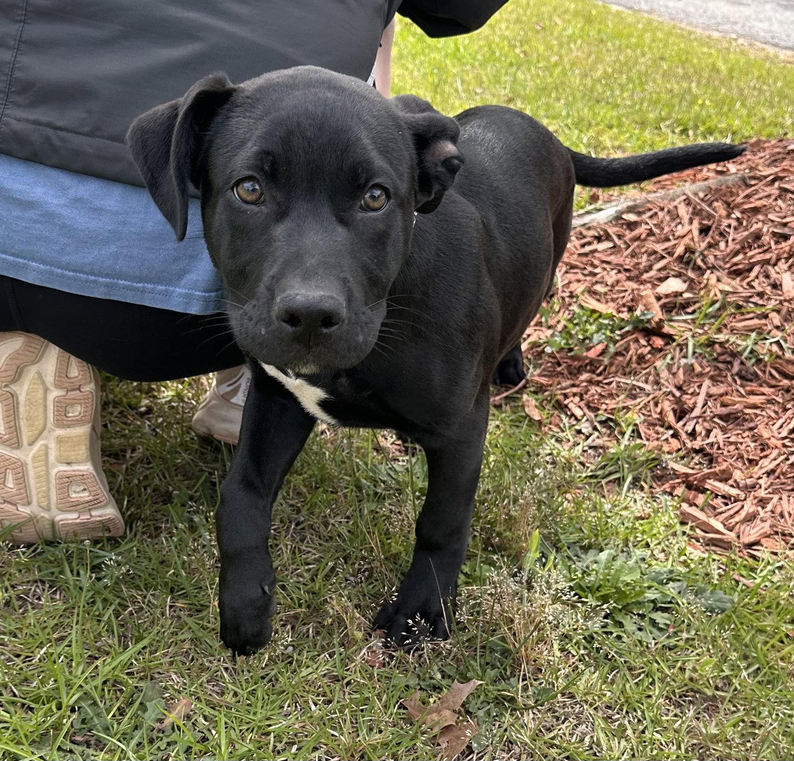 Enlarge Parmesan, a Adoptable Labrador Retriever in Garner, NC image 3/3