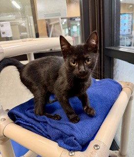 SARDINE, Adoptable, Kitten Male Domestic Short Hair.