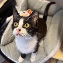 Cindy Pawford, a Adoptable Domestic Short Hair in Omaha, NE image 1/6