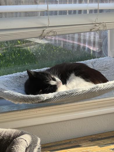 Cindy Pawford, a Adoptable Domestic Short Hair in Omaha, NE image 6/6
