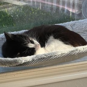 Cindy Pawford, a Adoptable Domestic Short Hair in Omaha, NE image 5/6