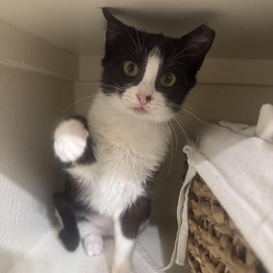Cindy Pawford, a Adoptable Domestic Short Hair in Omaha, NE image 4/6