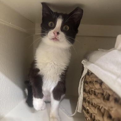 Cindy Pawford, a Adoptable Domestic Short Hair in Omaha, NE image 3/6
