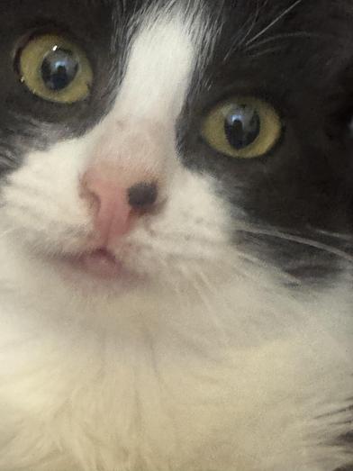 Cindy Pawford, a Adoptable Domestic Short Hair in Omaha, NE image 2/6
