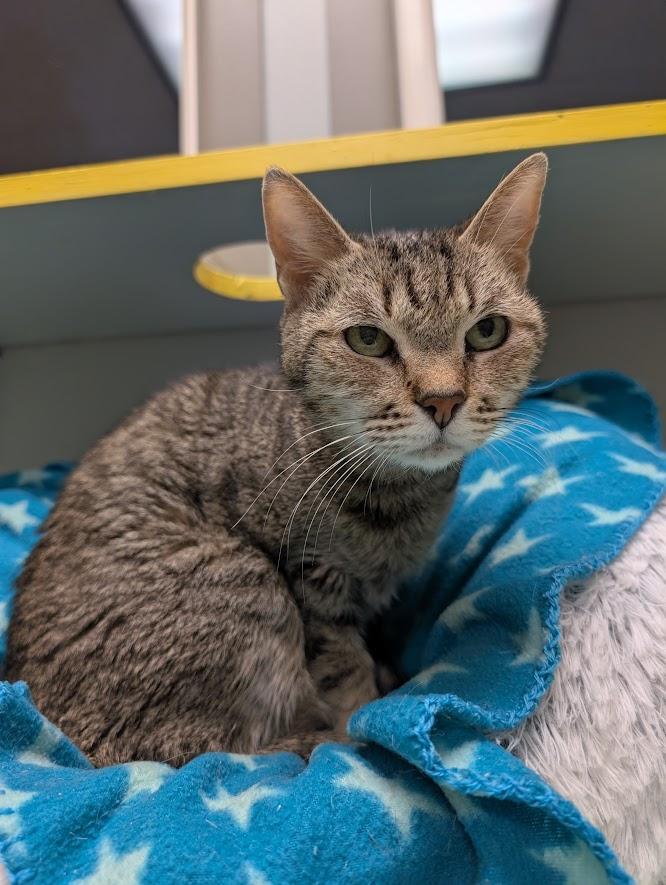 Squeek, a Adoptable mixed breed in Waupun, WI image 1/4